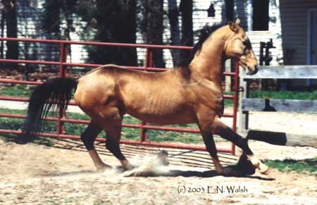 akhal-teke horses
